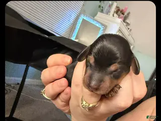 Dachshund dogs Dachshund Puppy 3 - Ad 36