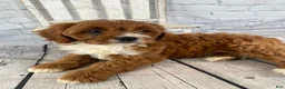 Cavapoo dogs for sale: Sadie - Ad 3