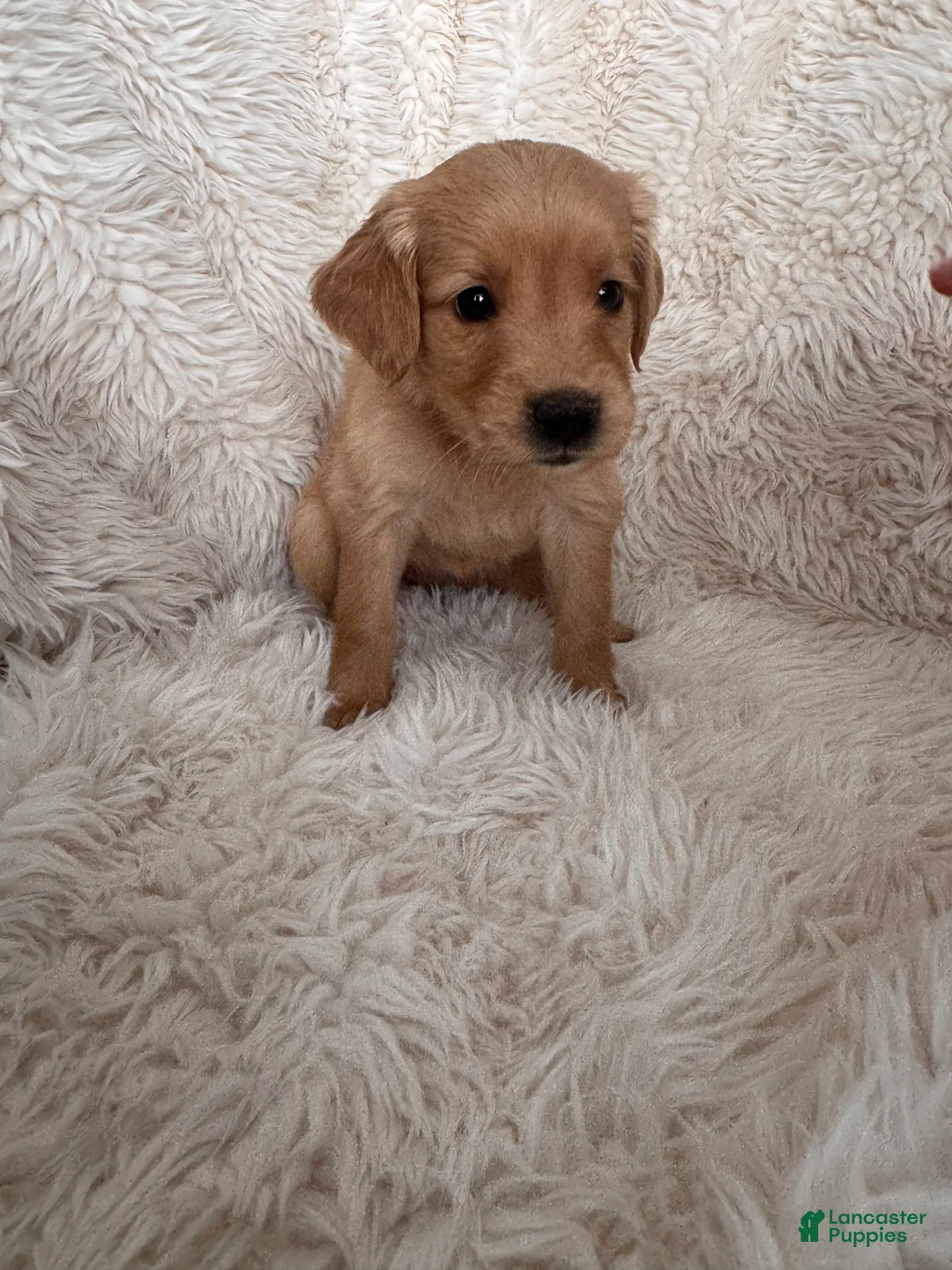Golden Retriever dogs for sale: Lilac - light Purple Collarc female - Ad 2