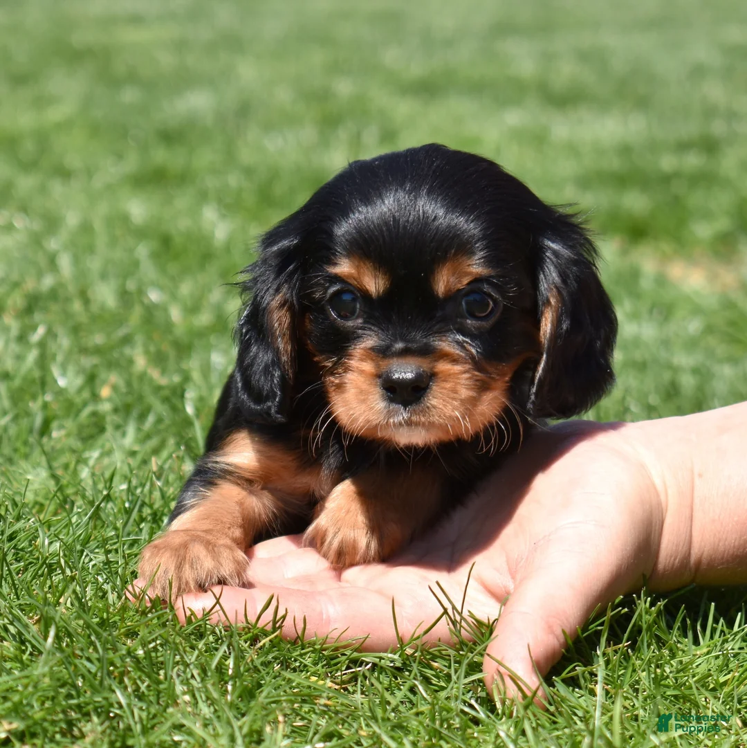 Cavalier King Charles Spaniel dogs for sale: Dexter  - Ad 2