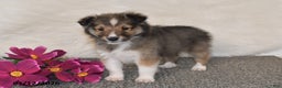 Shetland Sheepdog dogs for sale: Dale - Ad 4