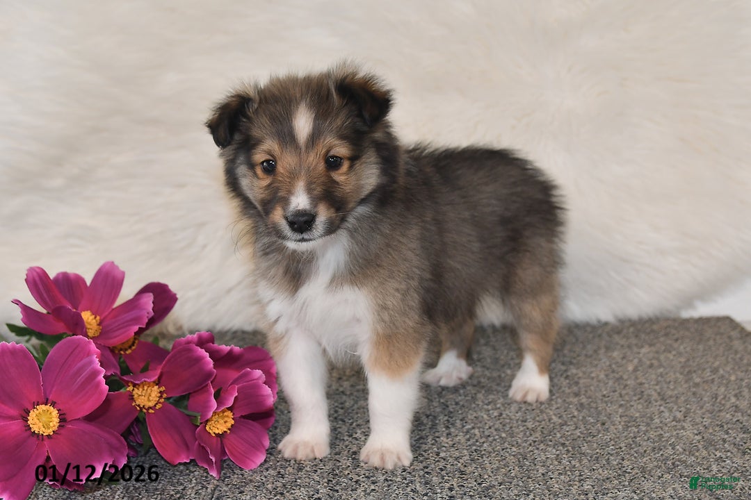 Shetland Sheepdog dogs for sale: Dale - Ad 4