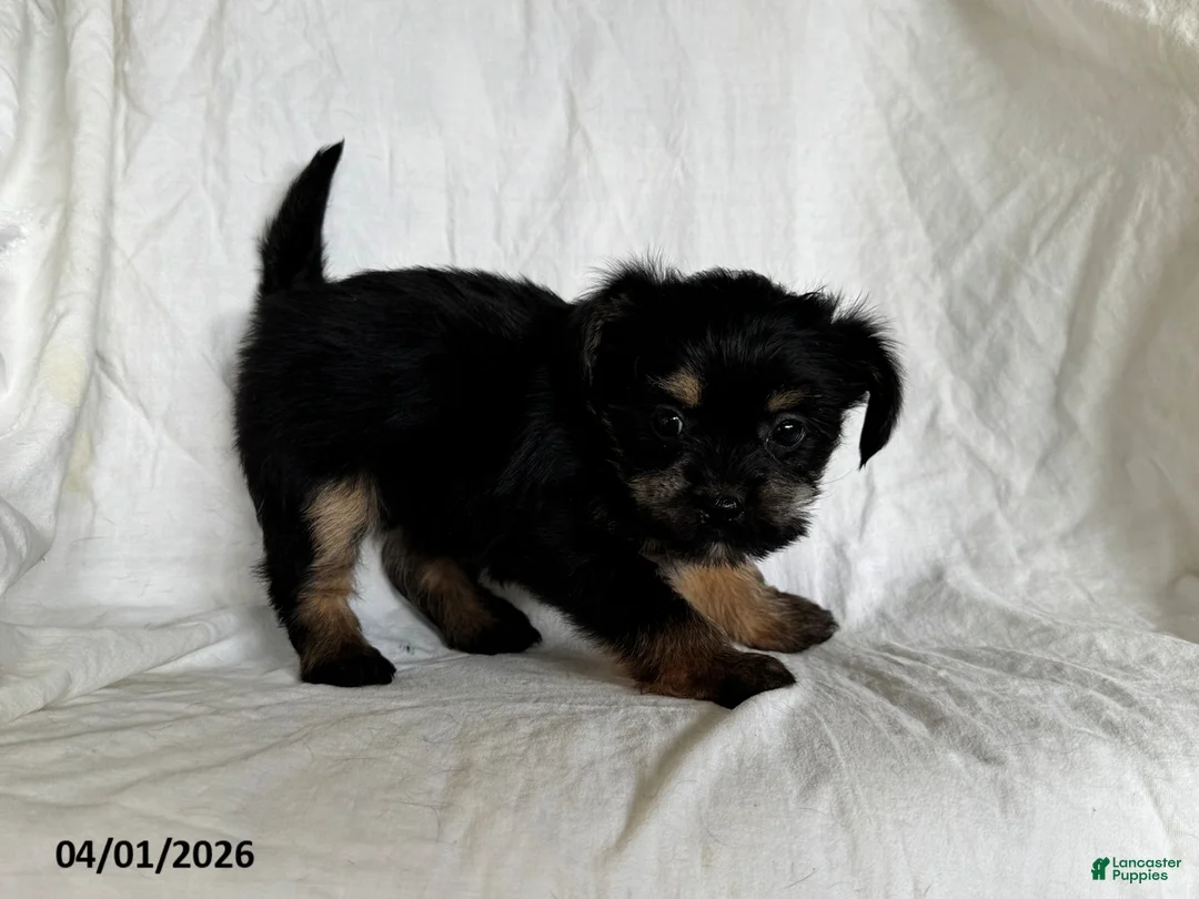 Mixed Breed dogs for sale: Kari - Ad 1