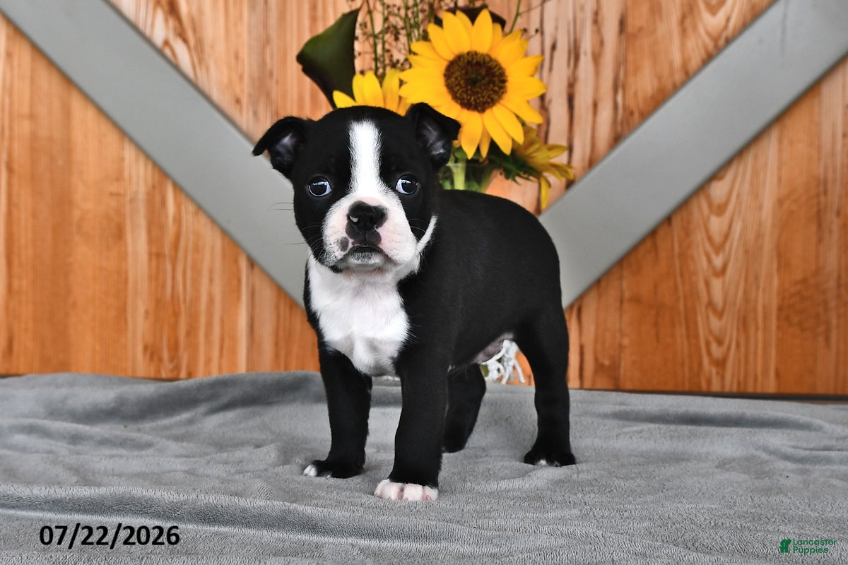 Boston Terrier dogs Twilight - Ad 1