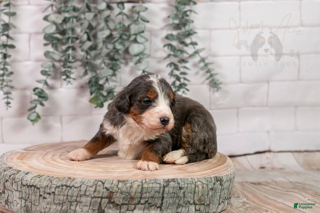 Bernedoodle dogs for sale: Nordic - Ad 12