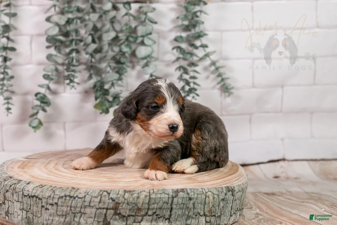 Bernedoodle dogs for sale: Nordic - Ad 2