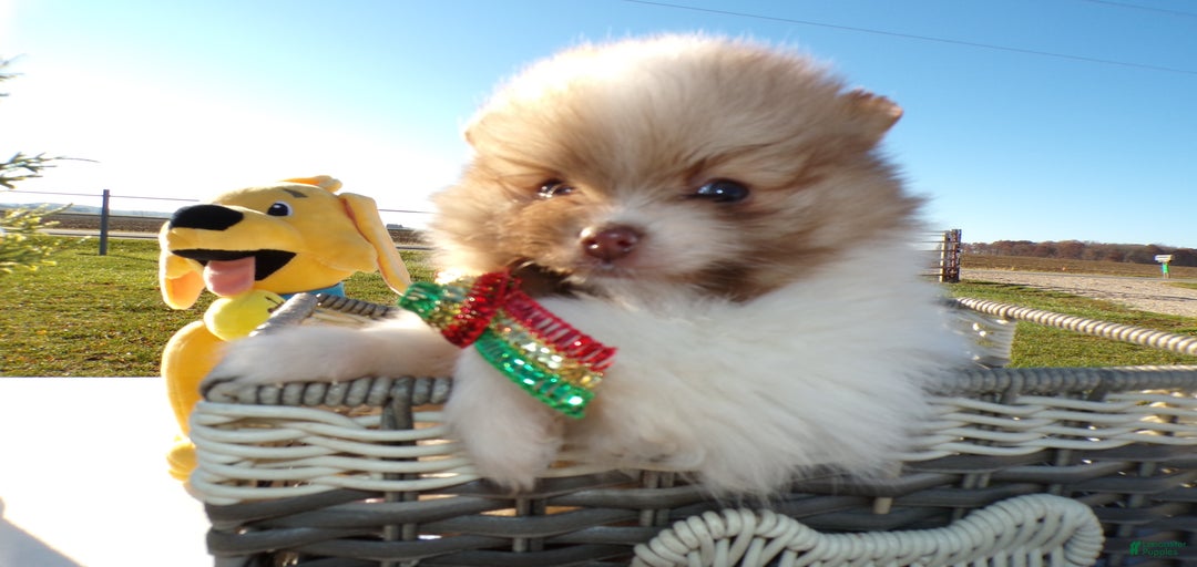 Gallery Image {{count}}