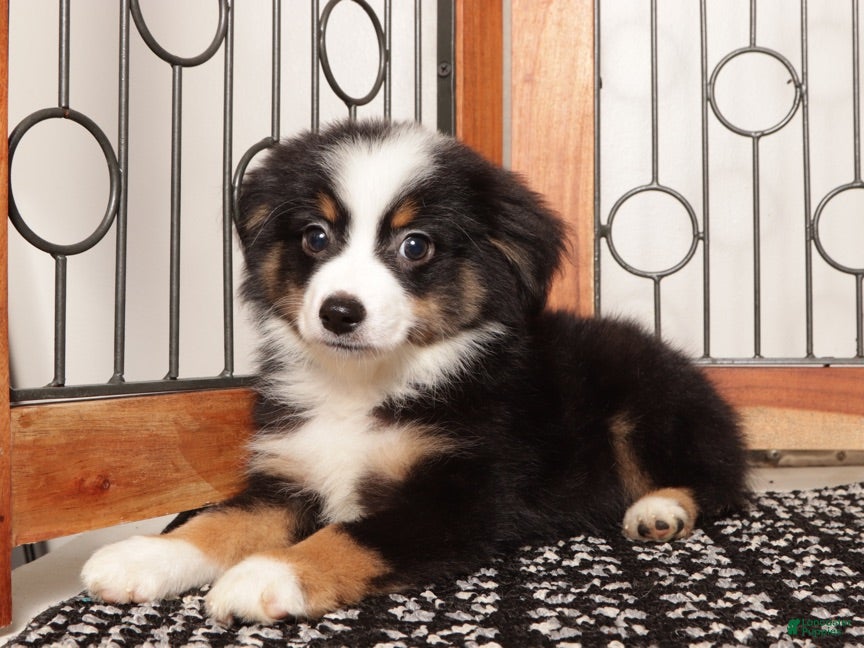 Miniature Australian Shepherd dogs Leo Friendly Mini Aussie  - Ad 2