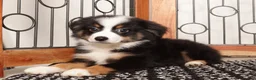 Miniature Australian Shepherd dogs for sale: Leo Friendly Mini Aussie  - Ad 2