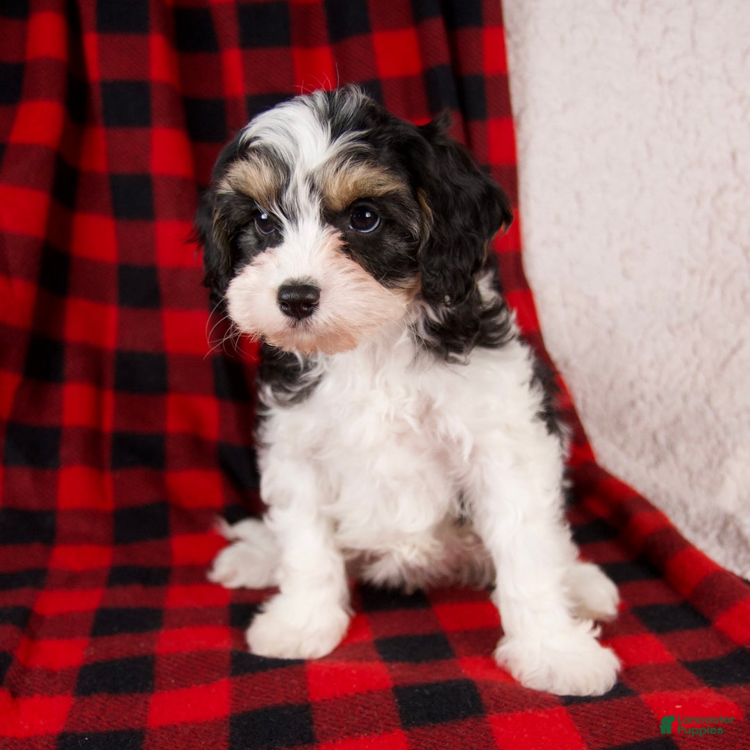 Cavapoo dogs for sale: Nora - Ad 4