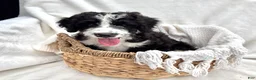 Bernedoodle dogs for sale: Cooper - Ad 1
