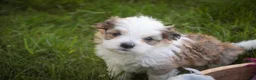 Havanese dogs for sale: Erma Havanese Puppy  - Ad 6