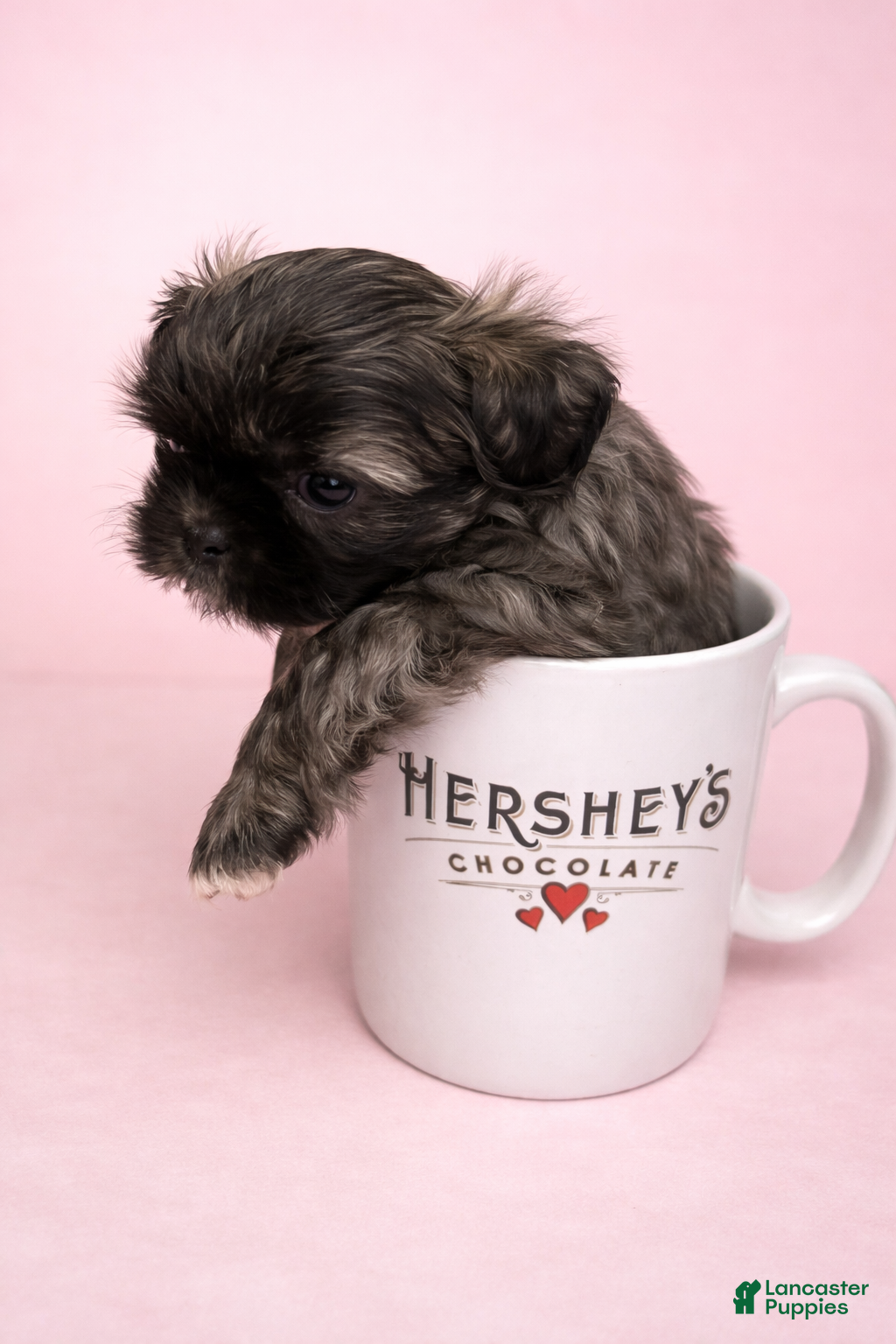 Shih Tzu dogs Coco - Ad 13