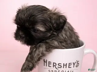 Shih Tzu dogs Coco - Ad 13