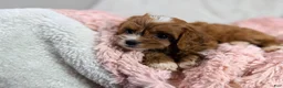 Cavapoo dogs for sale: Caramel 🎀 - Ad 17