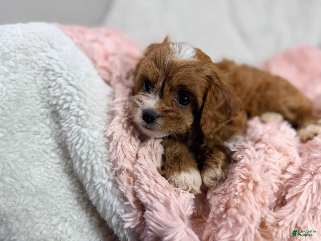 Cavapoo dogs for sale: Caramel 🎀 - Ad 17