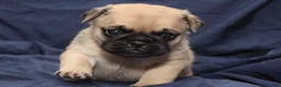 Puggle dogs for sale: Theo - Ad 1