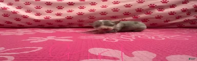 Chihuahua Puppy 4