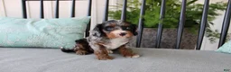 Cavapoo dogs for sale: Buttercup - Ad 7