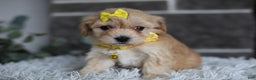 Maltipoo dogs for sale: Goldie  - Ad 10