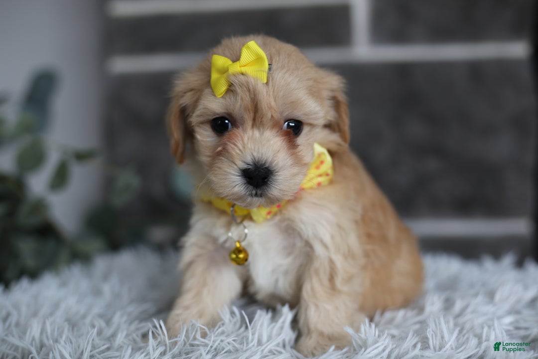 Maltipoo dogs for sale: Goldie  - Ad 10