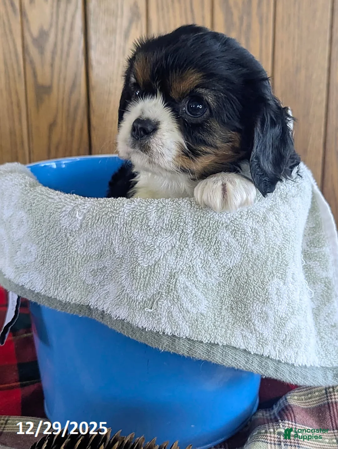 Cavalier King Charles Spaniel dogs for sale: Jake - Ad 5