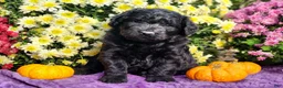 Goldendoodle dogs for sale: Phil - Ad 1