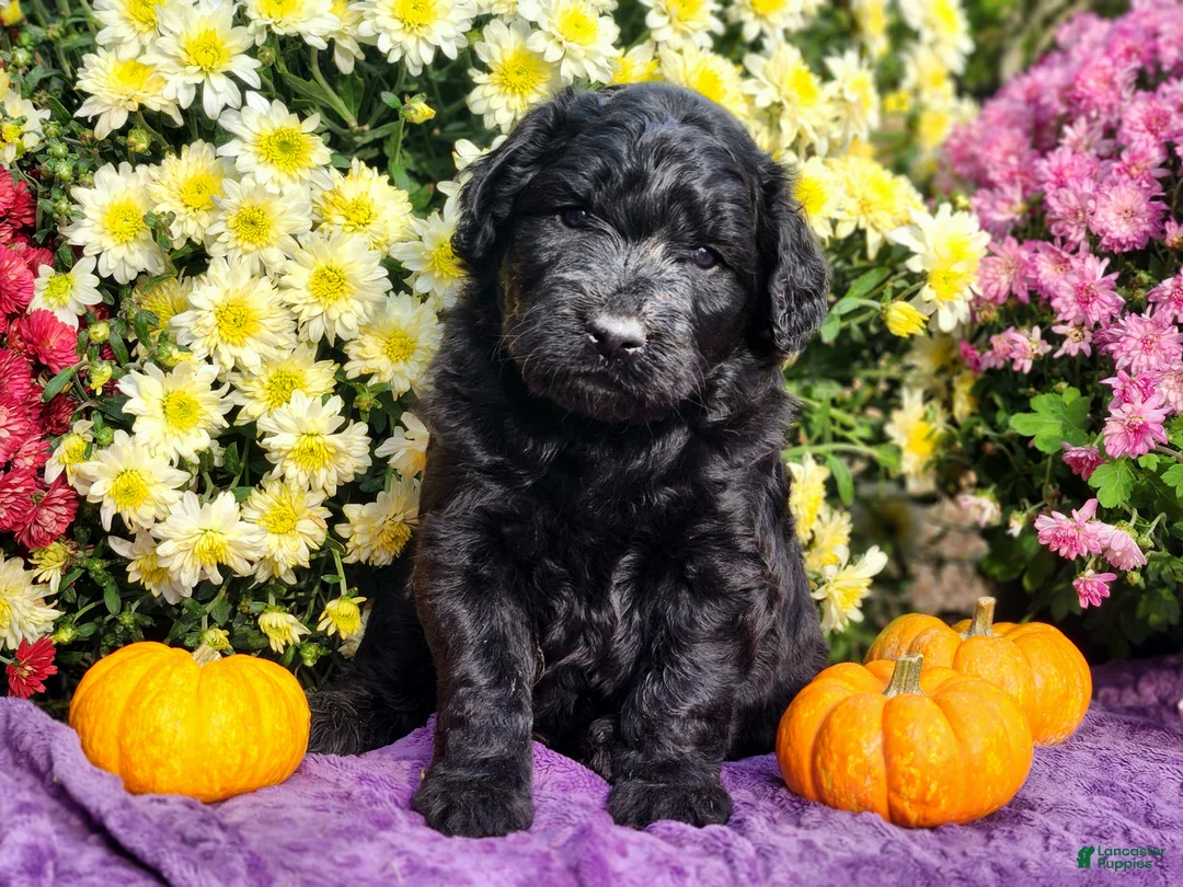 Goldendoodle dogs for sale: Phil - Ad 1