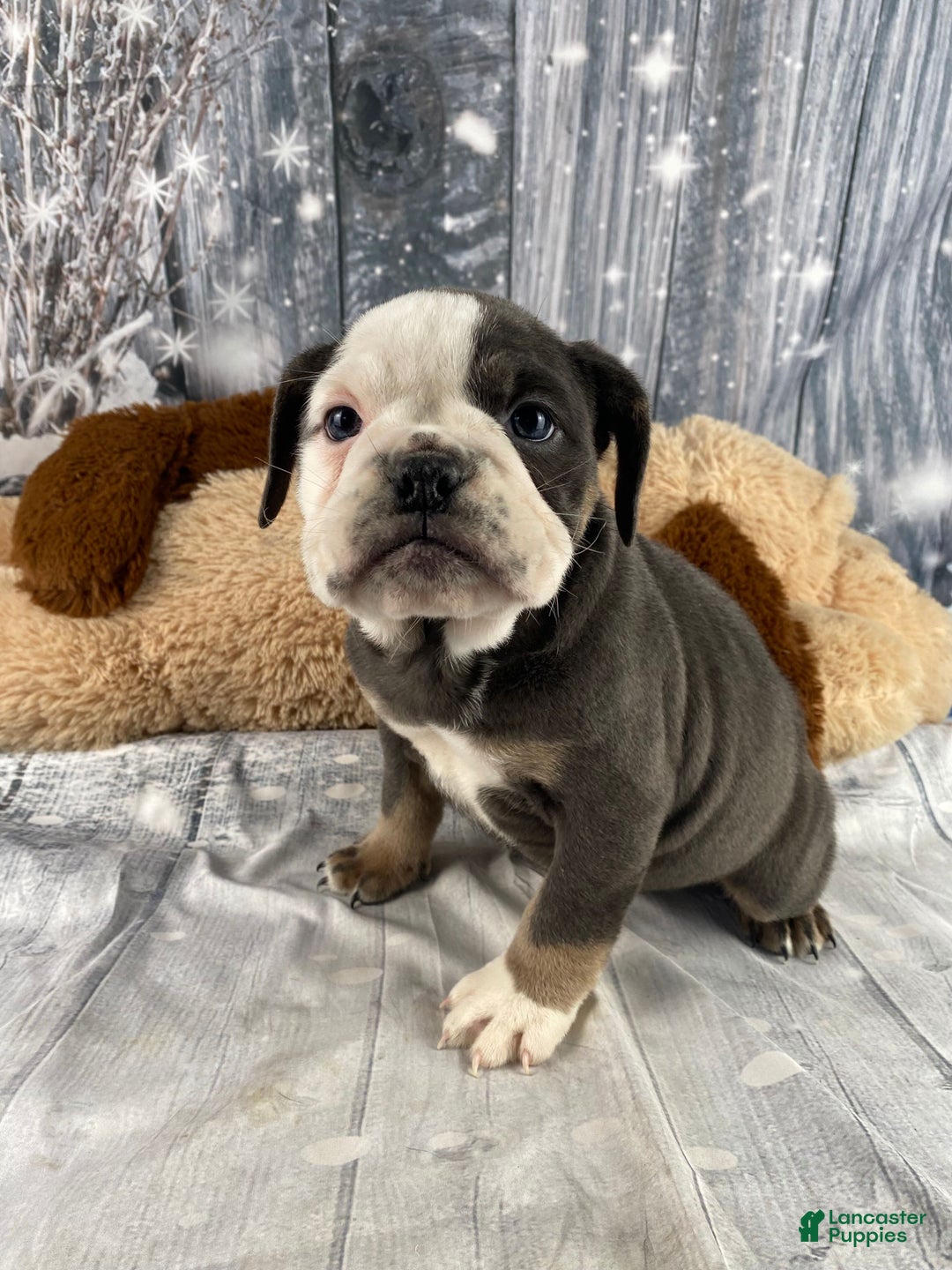 English Bulldog dogs for sale: Hazel - Ad 4