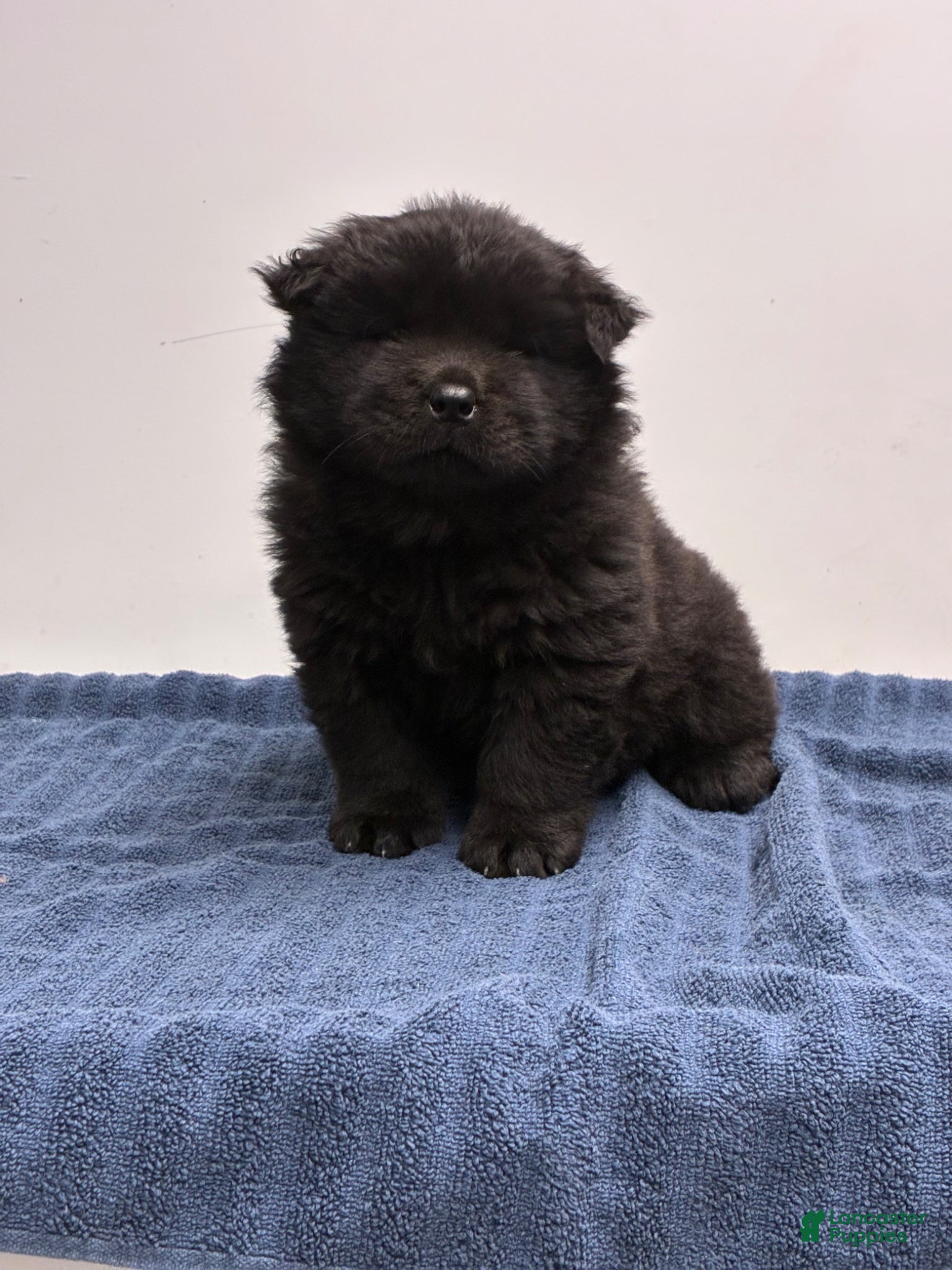 Chow Chow dogs Violet  - Ad 1