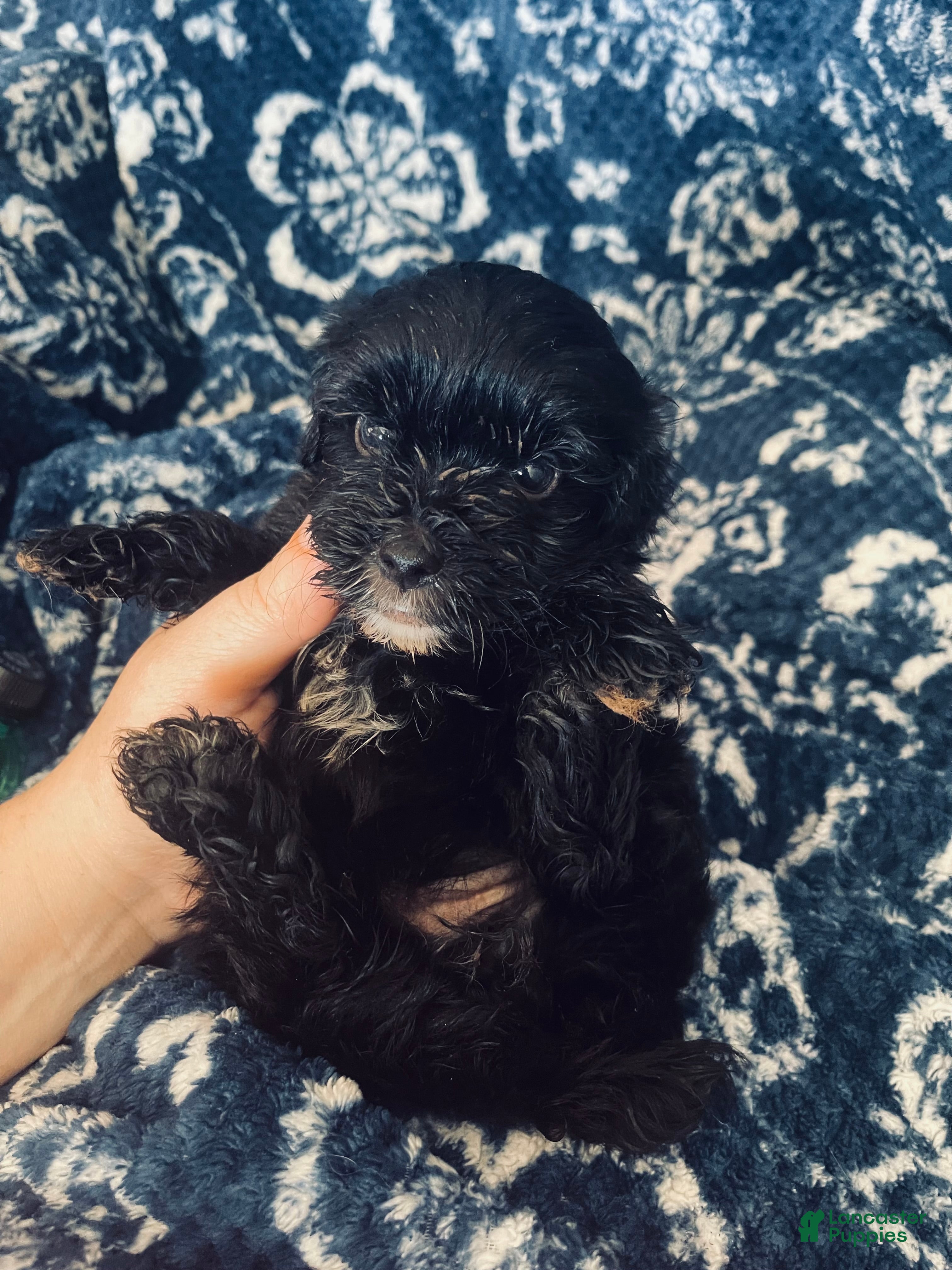 Yorkiepoo dogs for sale: Yorkiepoo 1 - Ad 15