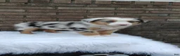 Australian Shepherd dogs for sale: Chloe - Ad 3