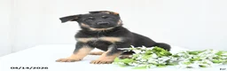 German Shepherd dogs for sale: Daisy - Ad 5