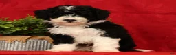 Mini Sheepadoodle dogs for sale: Tucker - Ad 3