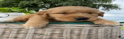 Golden Retriever dogs for sale: Motley - Ad 18