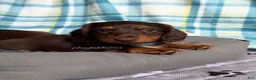 Miniature Dachshund dogs for sale: Blue Collar Miniature Dachshund Chocolate and Tan Long Haired - Ad 5