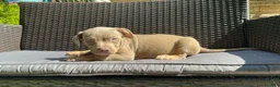 American Bully dogs for sale: American Bully 6 - Ad 4