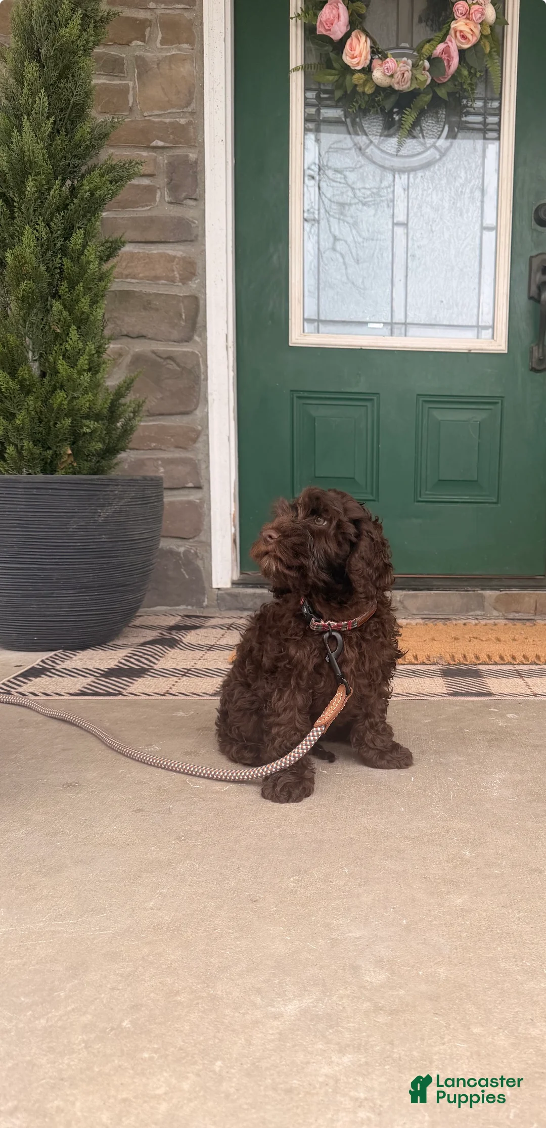 Cockapoo dogs for sale: Cockapoo Puppy 1 - Ad 2