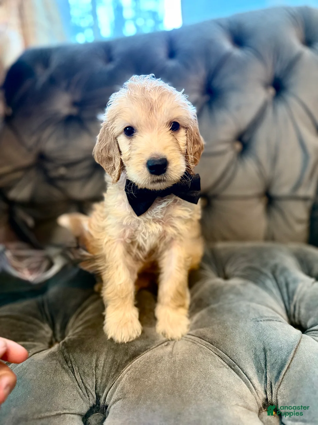 Goldendoodle dogs for sale: Orange  - Ad 1