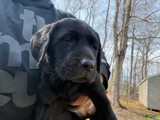 Labrador Retriever dogs Labrador Retriever Puppy 4 - Ad 32