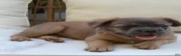French Bulldog dogs for sale: Ash - Ad 3