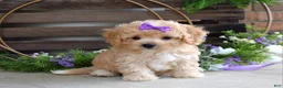 Maltipoo dogs for sale: Hazel - Ad 8