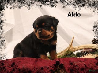 Rottweiler dogs Aldo - Ad 31