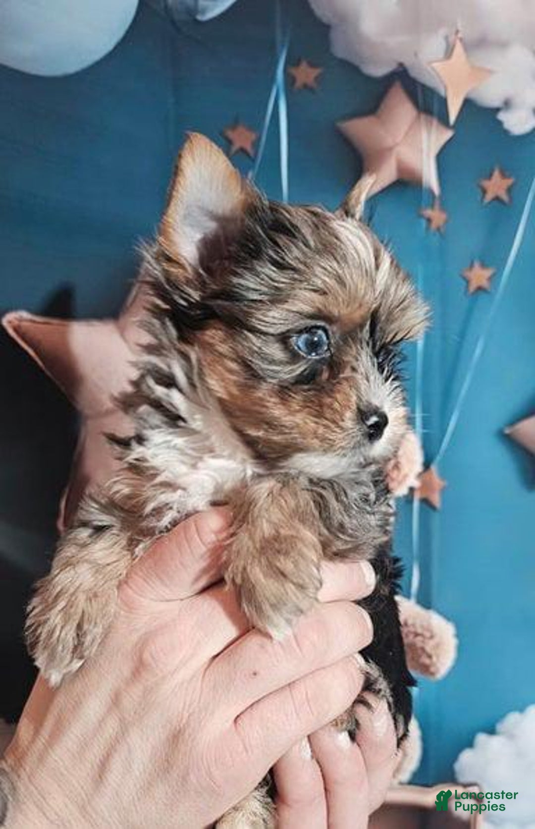 Yorkshire Terrier dogs for sale: Calvin - Ad 10