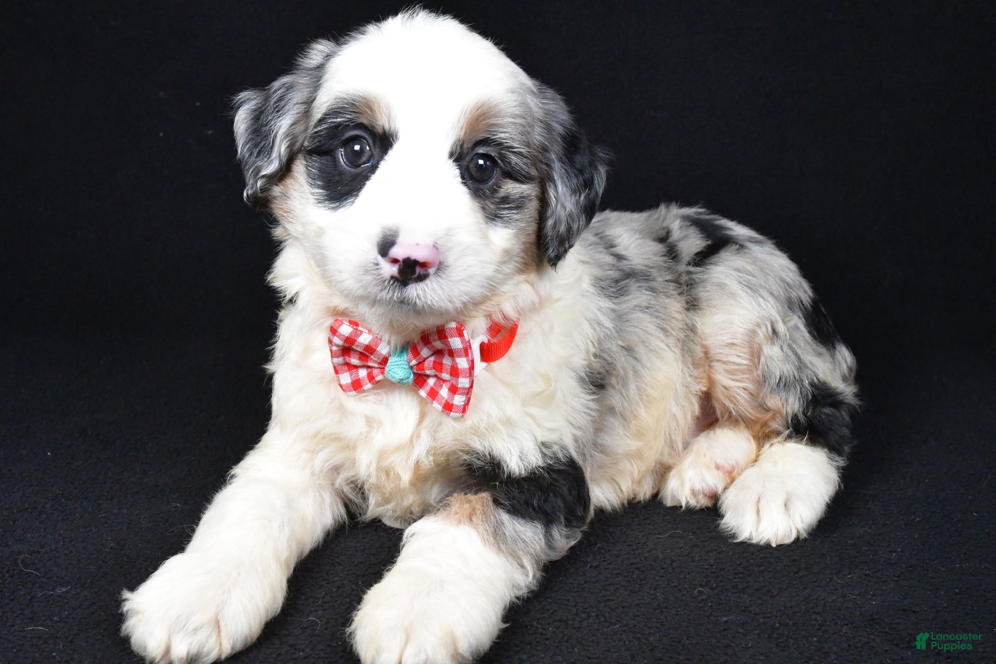 Mini Aussiedoodle dogs Winston - Ad 2