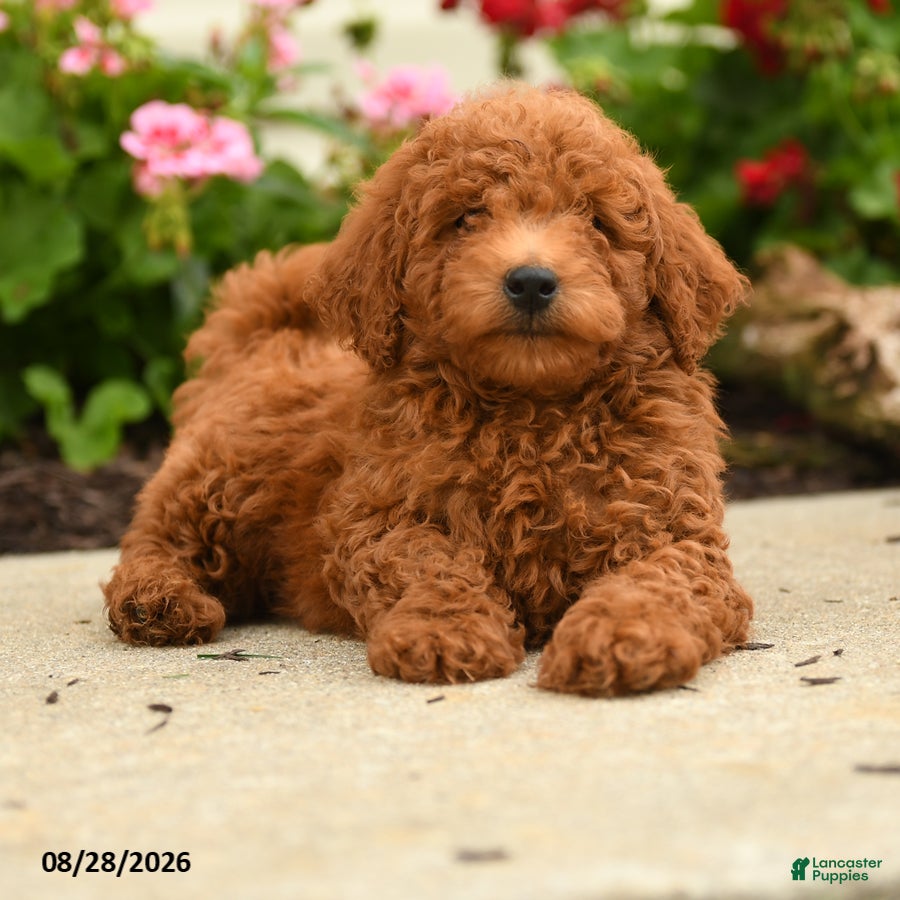 Miniature Poodle dogs Rascal - Ad 1
