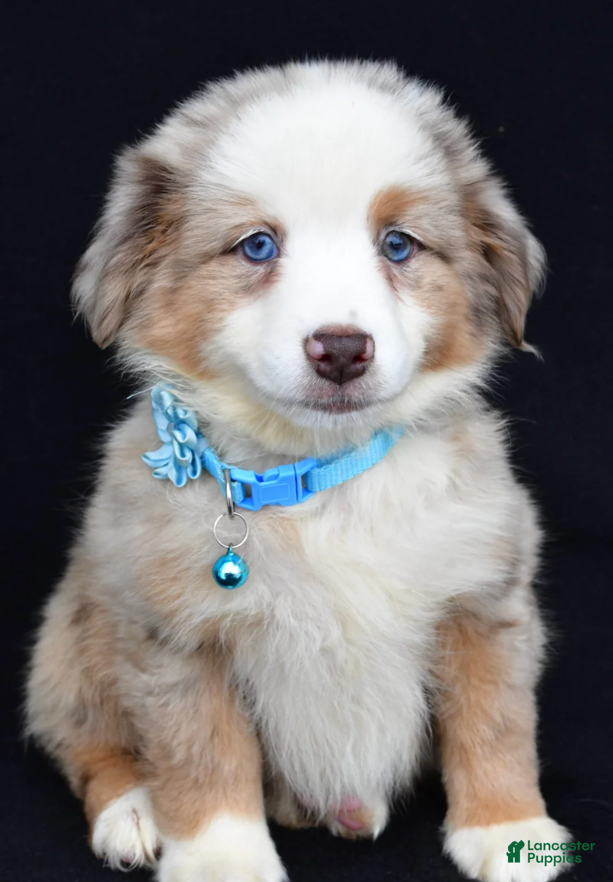 Miniature Australian Shepherd dogs Treasure - Ad 35