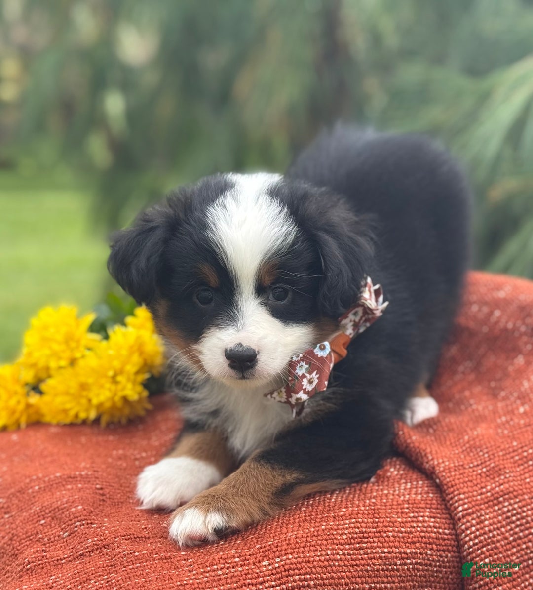 Miniature Australian Shepherd dogs for sale: Taz - Ad 12