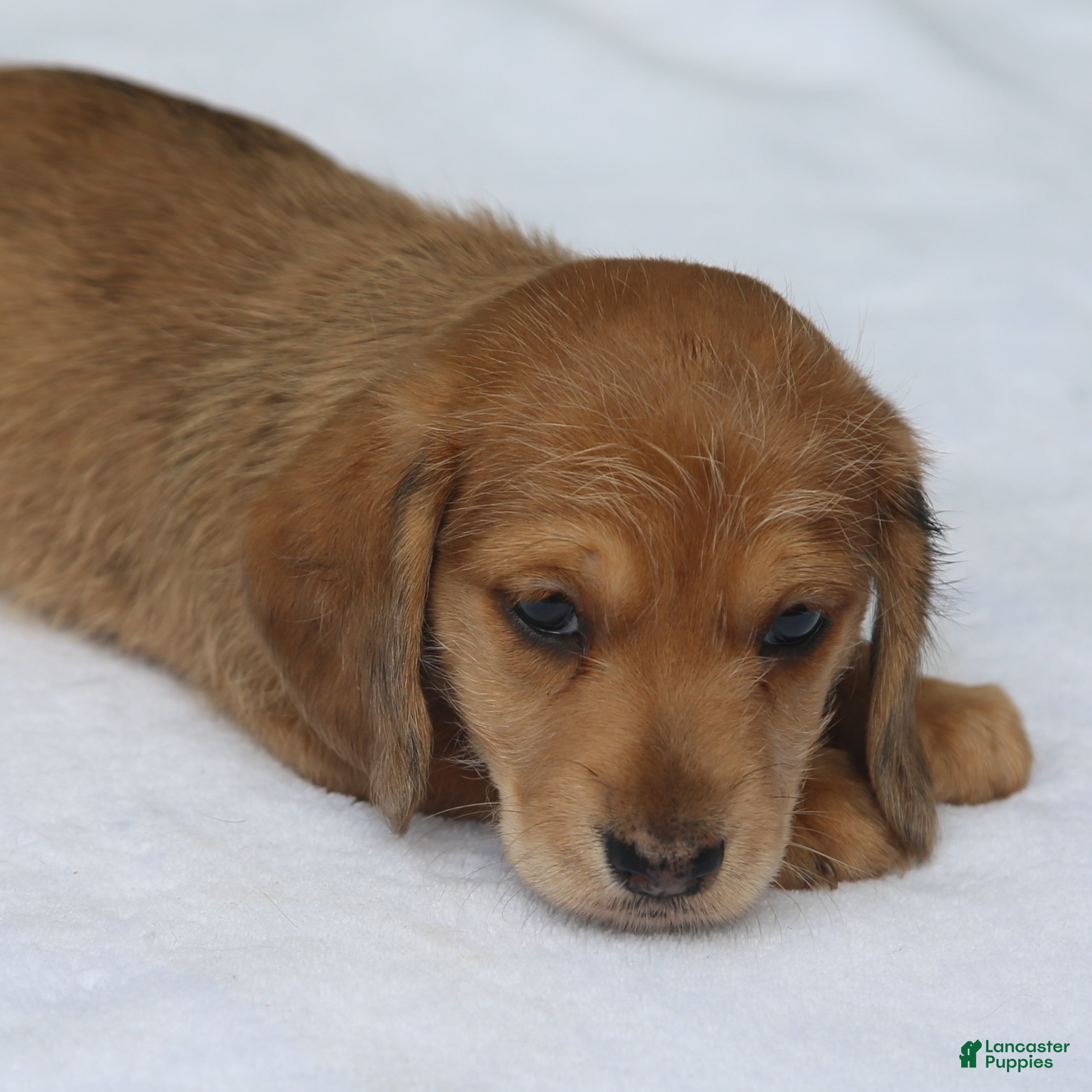 Miniature Dachshund dogs for sale: Red Dapple Wirehair Mini - Ad 3