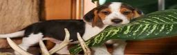 Beagle dogs for sale: Dillard🐾 - Ad 3